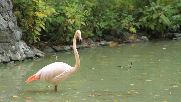 Pink Flamingo