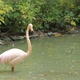 Pink Flamingo - VideoHive Item for Sale