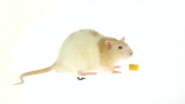 Decorative Cute Rat with Red Eyes Eating Isolated on a White Background in Studio