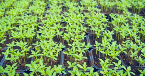 Vertical Video of a Seedlings in a Greenhouse