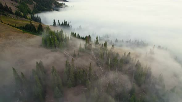 Hurricane Ridge in Olympic National Park Washington United States