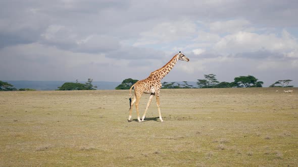 African Giraffe Walking In The Savanna Where Many Animals Graze In The Distance