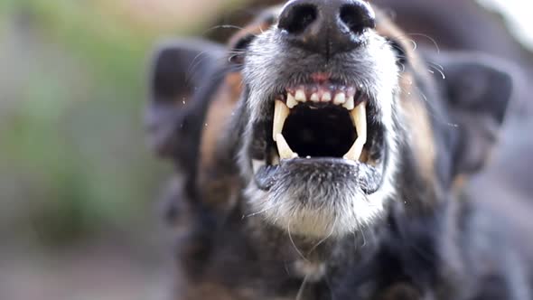 An evil German Shepherd barks into the cell. Enraged dog