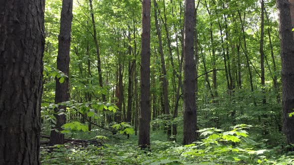 Trunks of green forest