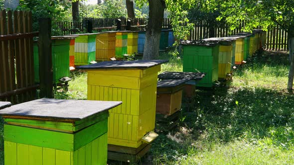 Wooden colorful beehives with bees in countryside, Poland in summer