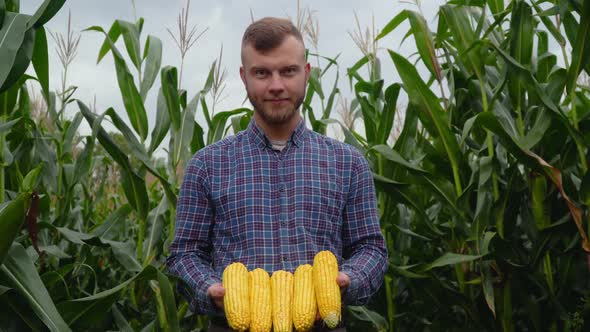 Agronomist with Corn in His Hands Looking at the Camera. Corn Harvest