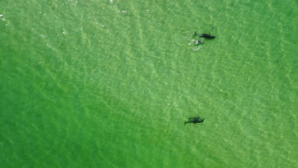 Aerial Close Up of a Dolphin Pods Swimming in the Sea