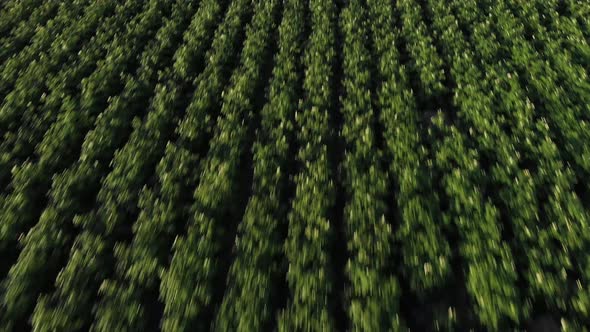 westham island, island, british columbia, delta, farm, private island, farming, morning, blueberries