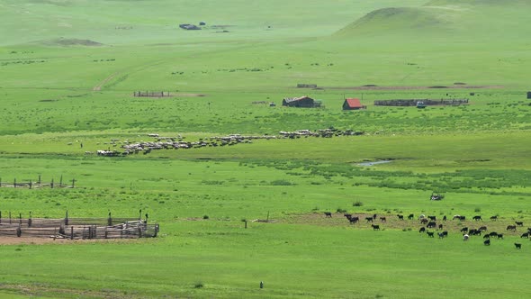 Little Village Farm House and Herds of Livestock in Wide Green Meadow