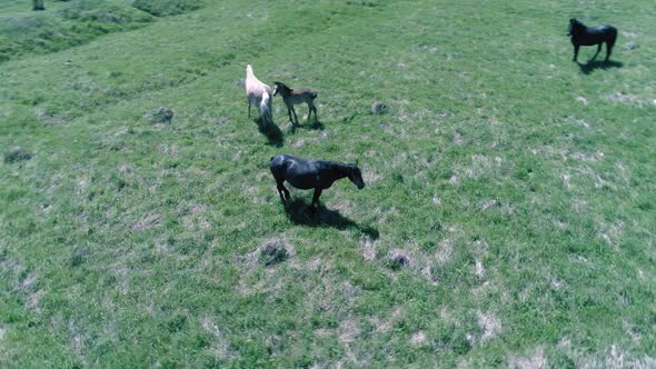 Flight Over Wild Horses Herd on Mountain Meadow. Summer Mountains Wild Nature. Freedom Ecology