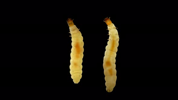 Insect Larva Worm-shaped, Under a Microscope, Has Three Pairs of Short Legs