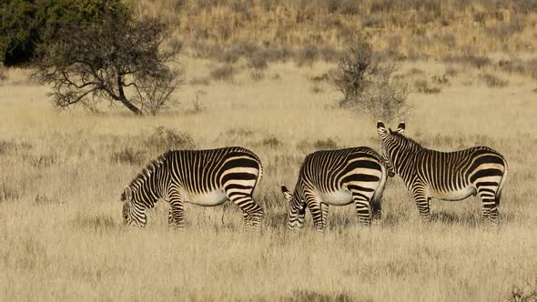 Cape Mountain Zebras In Open Grassland