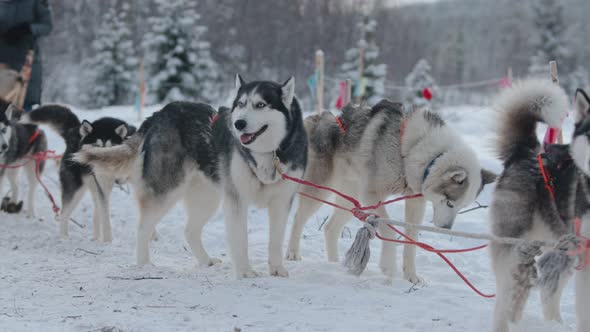 Siberian Huskies in Harness Stand on Their Flagsfenced Trail in the Winter Forest and Rest