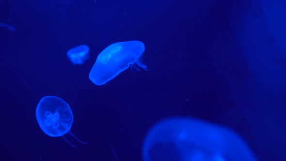 Close-up of fluorescent jellyfish floating in the deep sea, marine life at blue background