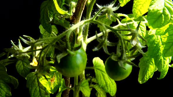 Tomato bush with flowers and fruits on a black background.