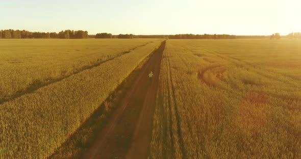 Aerial View on Young Boy, That Rides a Bicycle Thru a Wheat Grass Field on the Old Rural Road