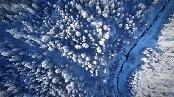 Top down aerial view of a Winter forest - snowy trees