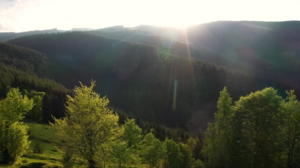 Epic aerial flight over pine forest in the sunset.