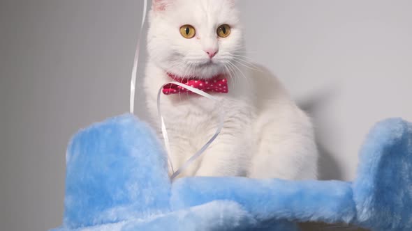 Portrait of a cute white cat close-up on the background of a blue scratching post.