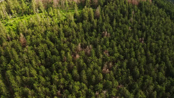 Top View of the Tops of Fir Trees in a Dense Green Forest