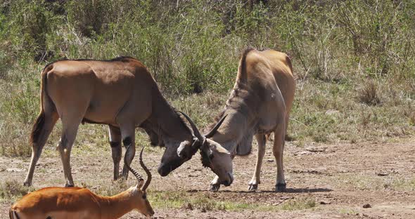 Cape Eland, taurotragus oryx, Males Fighting, Nairobi Park in Kenya, Masai Mara Park in Kenya