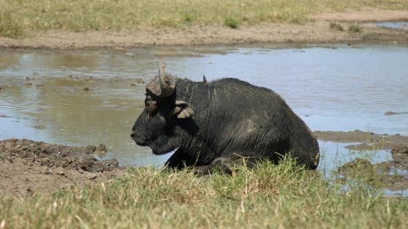 Wild African Animal in Natural Habitat. Full Frame Slow Motion View of Cape Buffalo in Mud With Bird