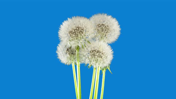 Dandelion Seed Blossoms Heads Timelapse on a Blue Background. Blossoming White Dandelion