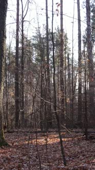 Vertical Video of a Forest with Trees During the Day