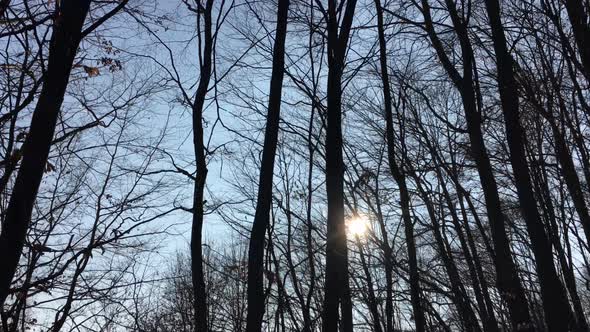 Walking on a forest road with the sun up in the sky and the sunlight getting through the tree branch