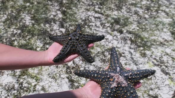 Woman Hands Holds Two Black Starfish Over Transparent Ocean Water By Coral Reef