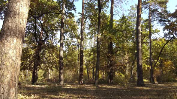 Forest Beautiful Landscape in an Autumn Day