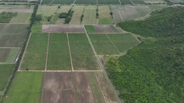 Aerial flight over beautiful vineyard landscape in Napareuli, Georgia