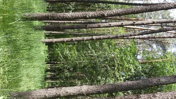 Vertical Video of Forest Landscape in Summer Slow Motion