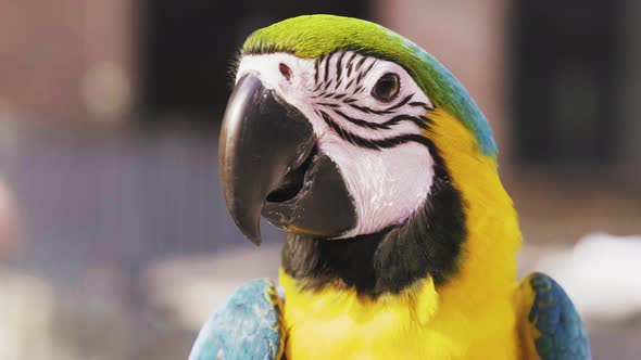 Close Up Of Blue-and-gold Macaw Looking At The Camera As The Wind Moves The Colorful Fine Feathers.