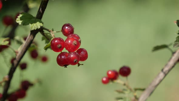 Redcurrant deciduous shrub red berries close-up 4K 2160p 30fps UltraHD footage - Fruit plant Ribes r