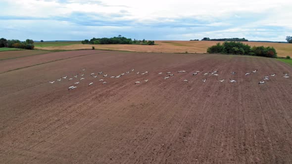 Large group of common cranes starting, taking off from rural field for migration flight. Poland, pom