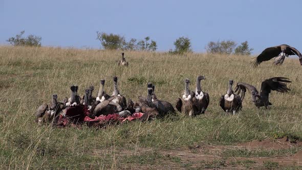 980403 African White Backed Vulture, gyps africanus, Ruppell’s Vulture, gyps rueppelli, Black-backed