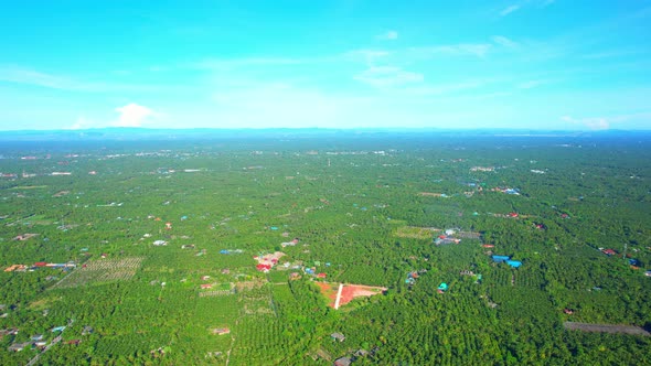 Aerial view of agriculture in coconut grove for cultivation