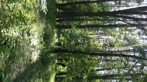 Vertical Video of Forest Landscape in Summer Slow Motion