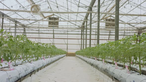 Young Tomato plants growing in a large scale greenhouse under controlled conditions