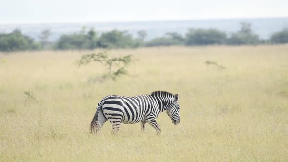 A Zebra Walking The plains In Sosian Range In Laikipia, Kenya. -wide shot