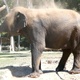 Asian Elephant - VideoHive Item for Sale