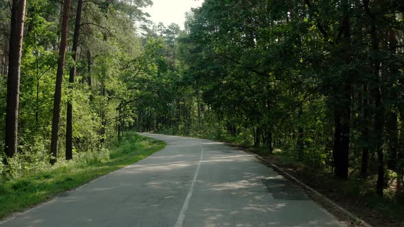 POV View of Car Goes on the Road Through a Pine Forest