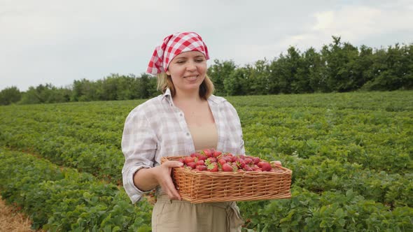 Woman Carries a Wicker Box Full of Ripe Strawberries