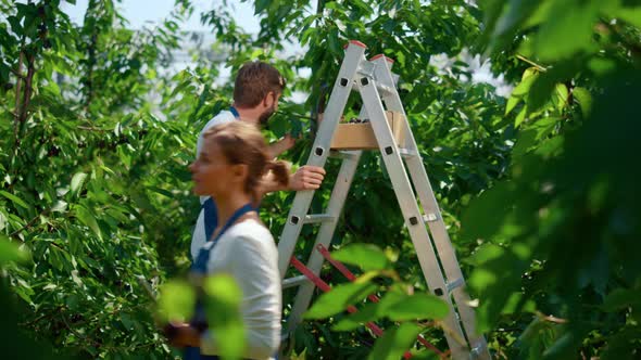 Professional Agronomists Working Plantation Collecting Berry Doing Research