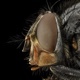 Giant Insect