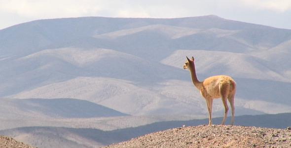 Vicuna From Salta, Argentina
