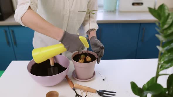 Watering a House Plant in an Avocado Pot