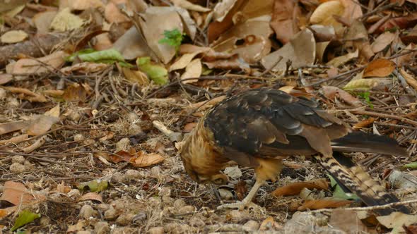 Close up of bird pecking among leaves on woodland ground