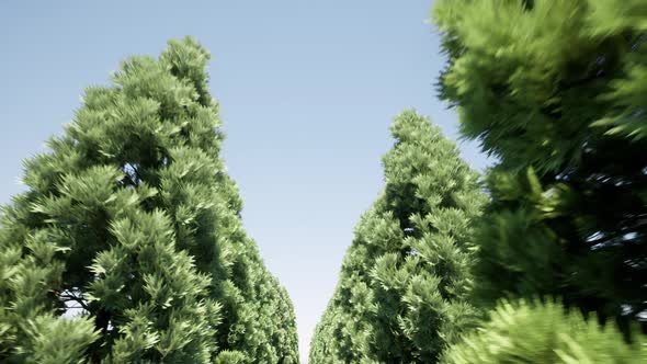 Avenue of Coniferous Trees Sunny Day